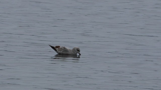 Ring-billed Gull - ML527134601