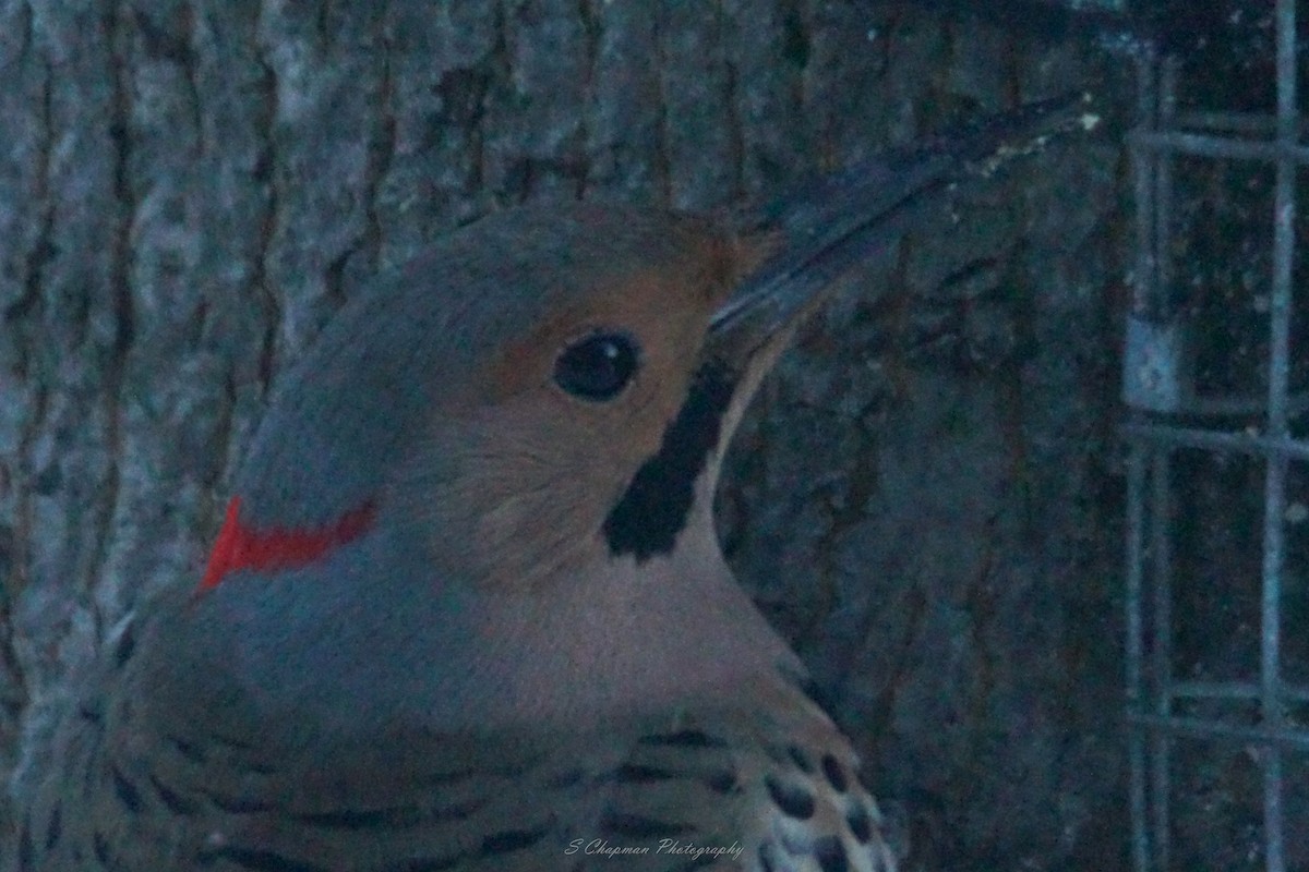 Northern Flicker - shawn chapman