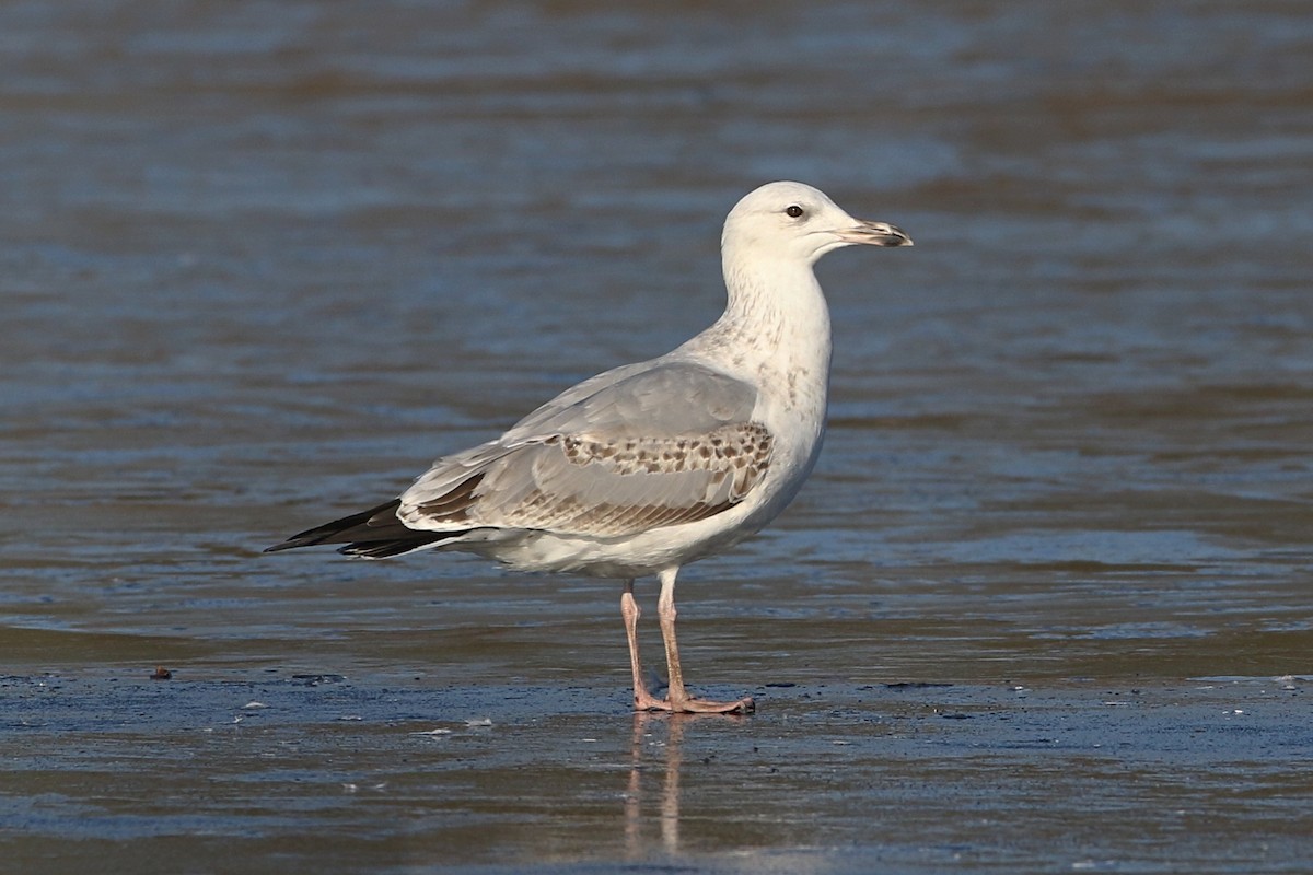 Caspian Gull - Richard Bonser