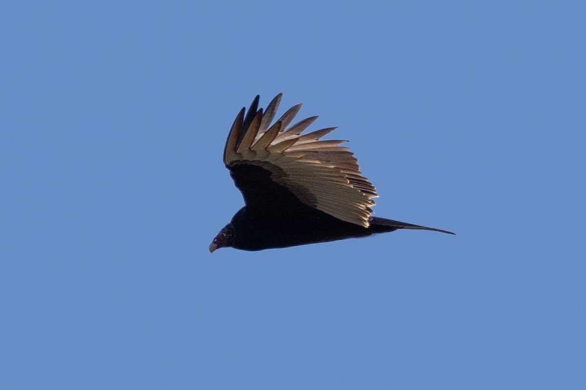 Turkey Vulture - ML527135951