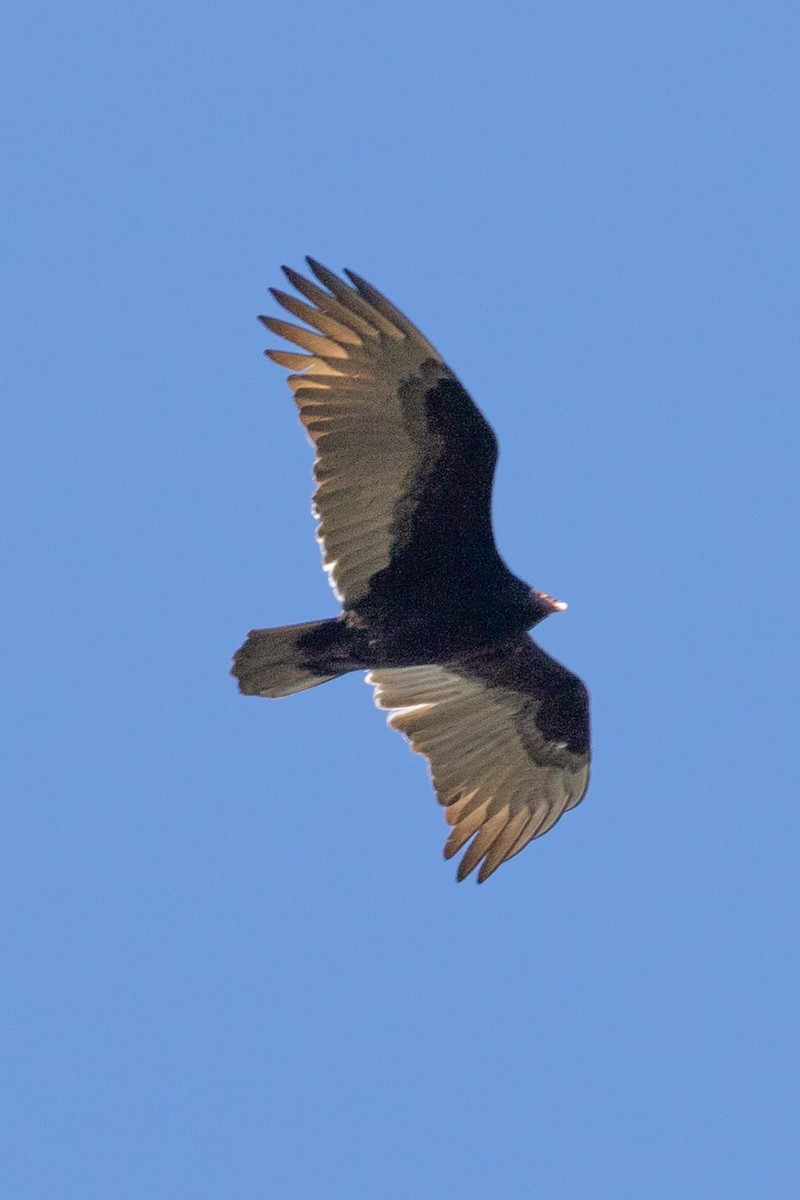 Turkey Vulture - ML527135971