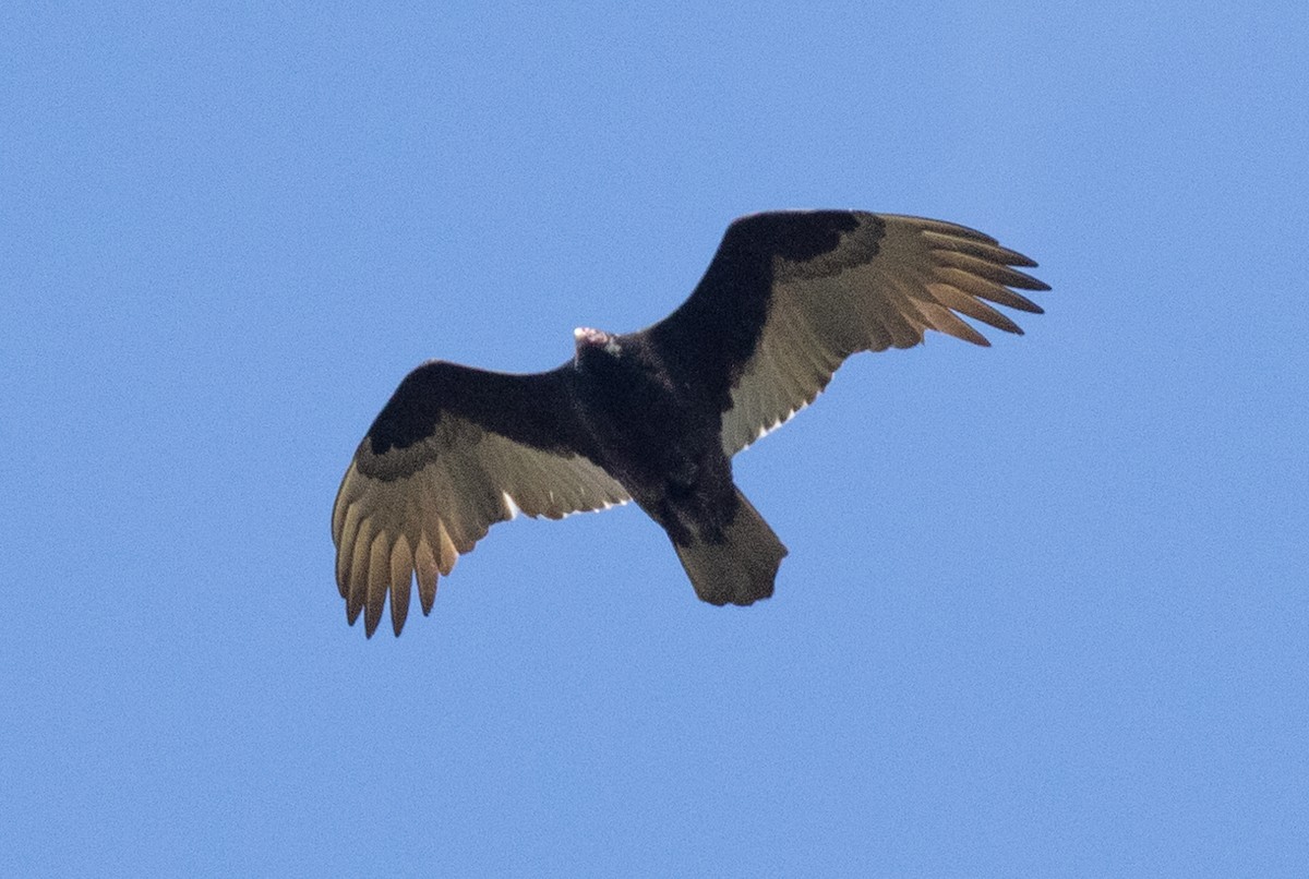 Turkey Vulture - ML527135981