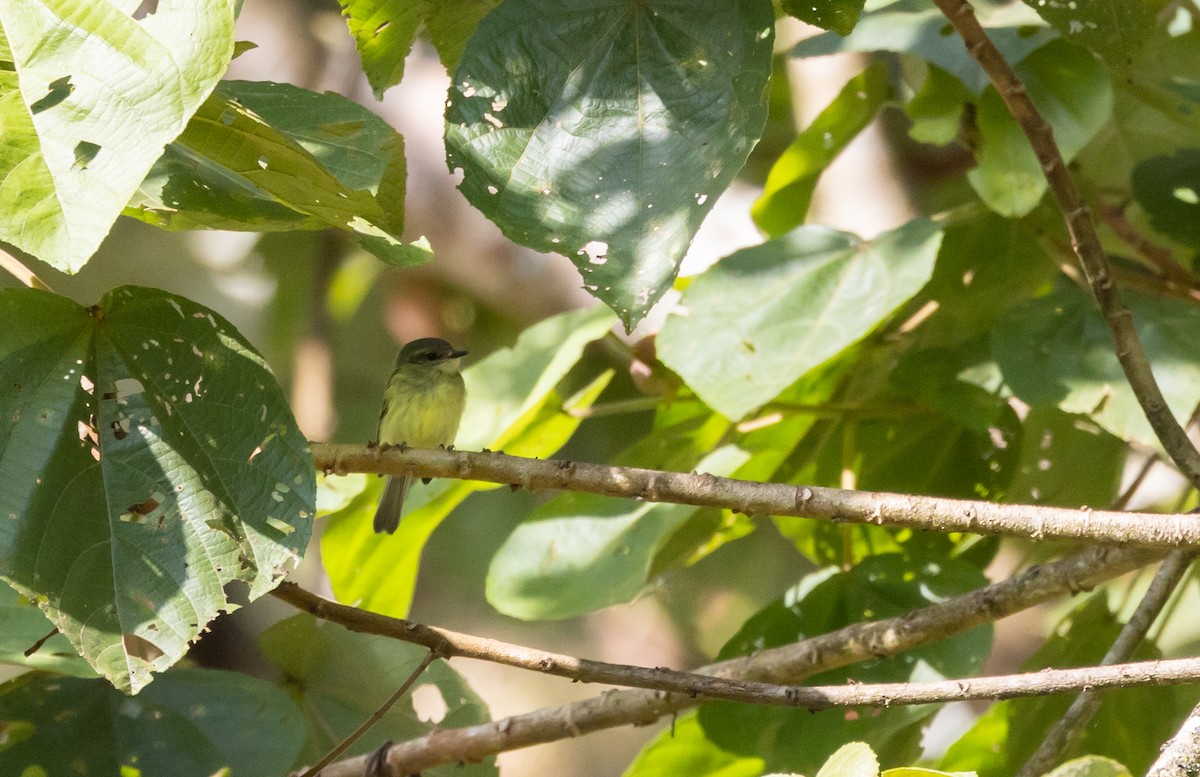 Cinnamon-faced Tyrannulet - ML527136851