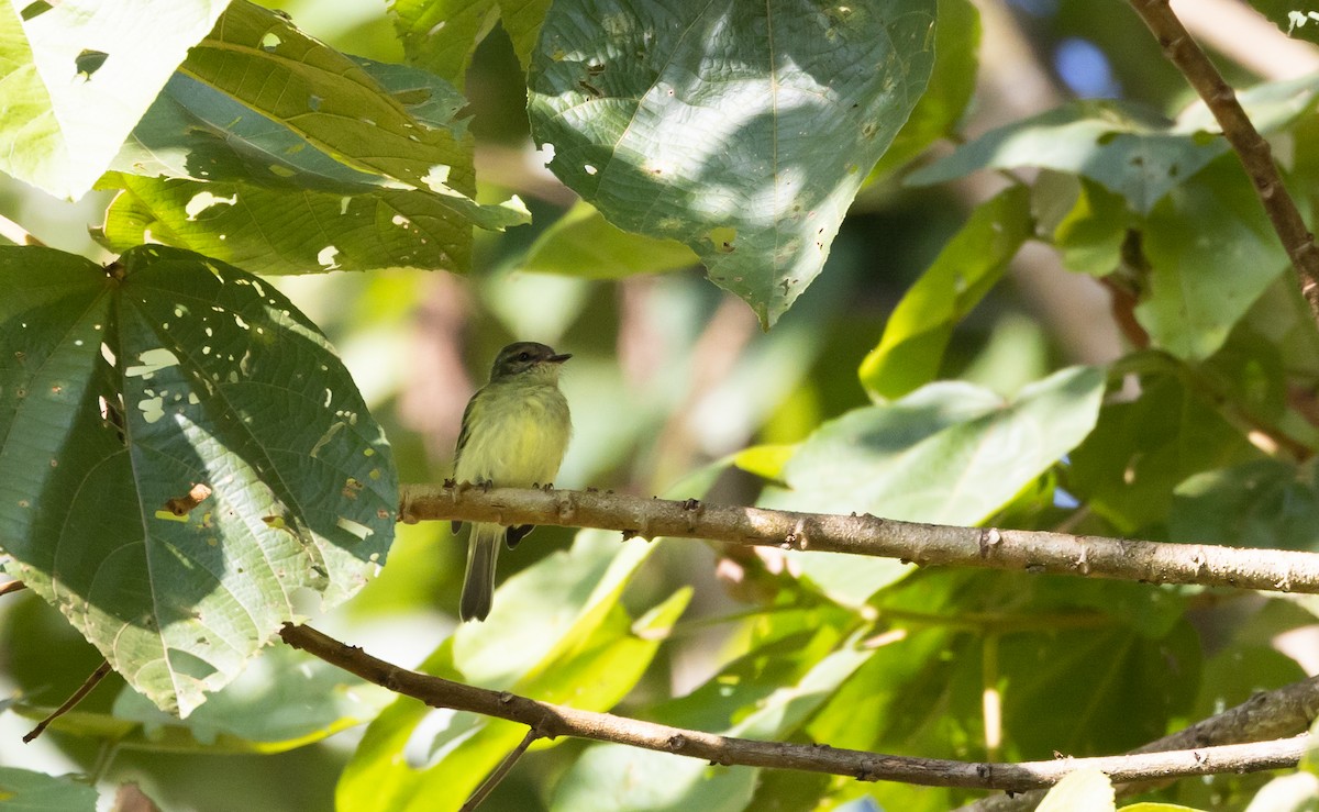 Cinnamon-faced Tyrannulet - ML527136911