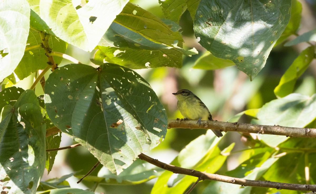 Cinnamon-faced Tyrannulet - Jay McGowan