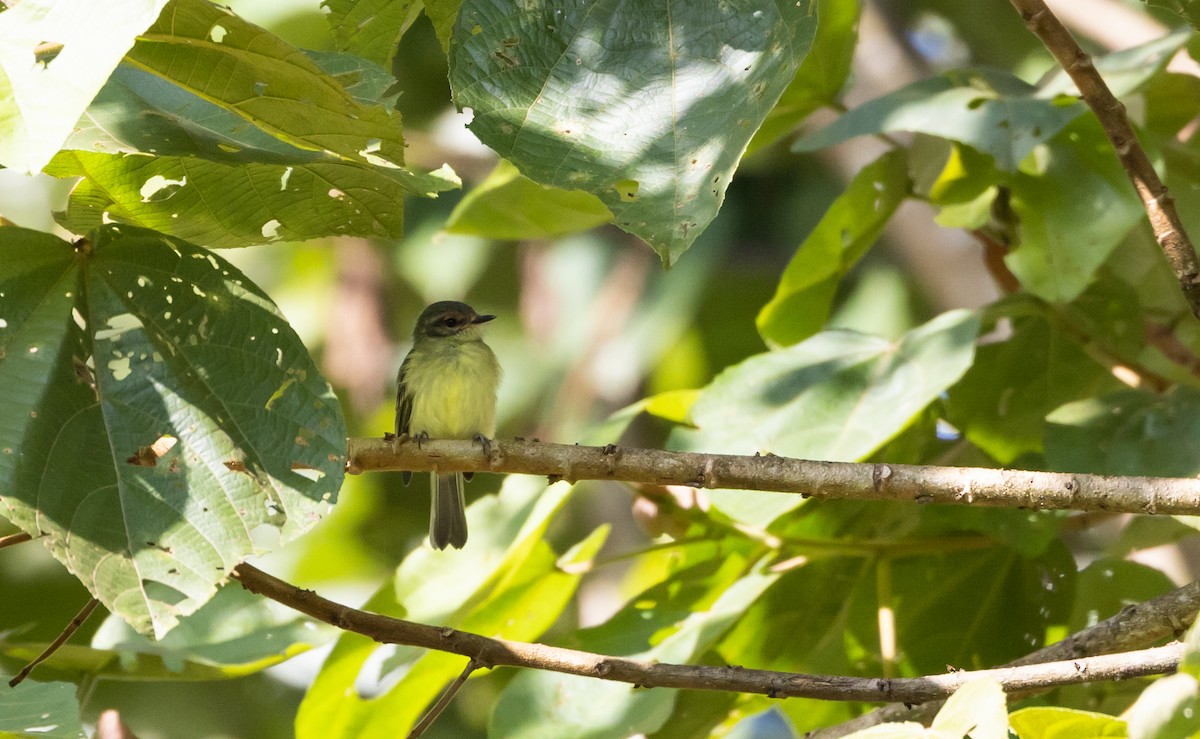 Cinnamon-faced Tyrannulet - ML527137021