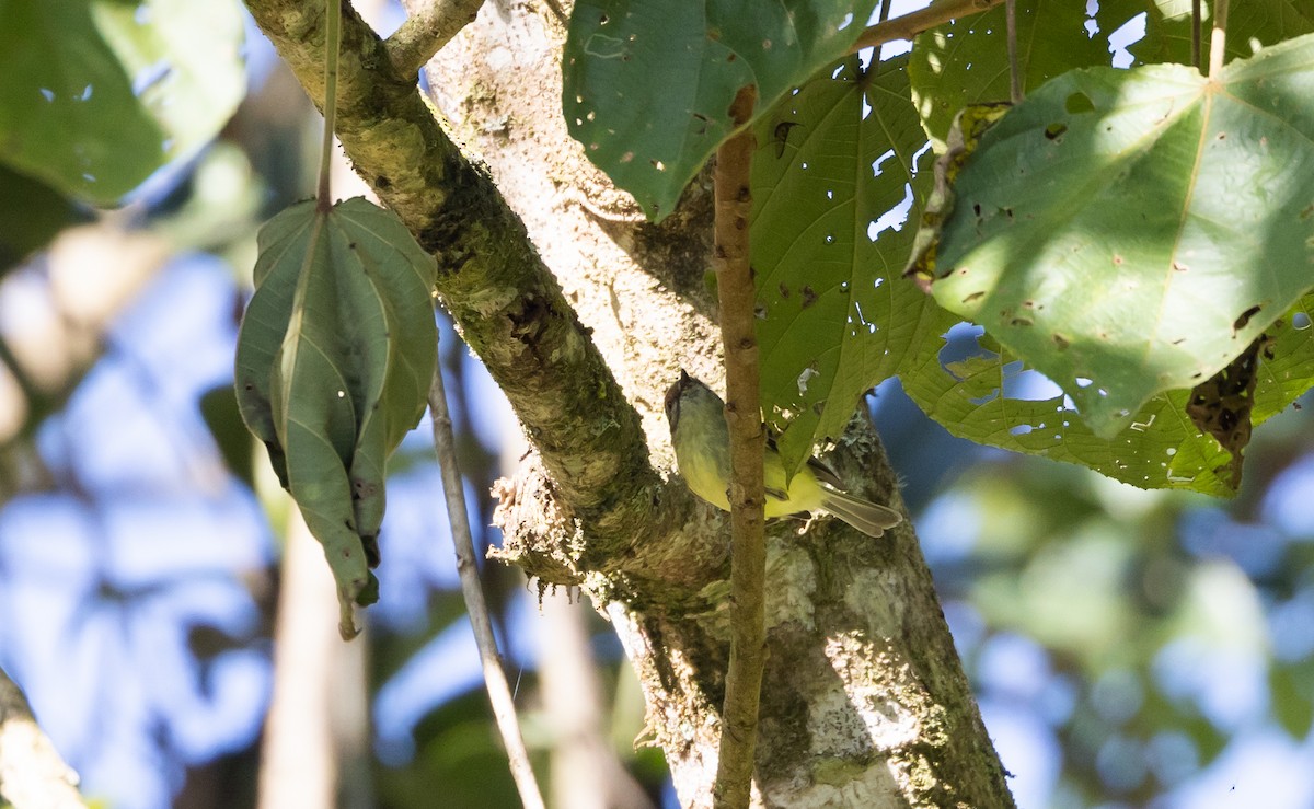 Cinnamon-faced Tyrannulet - Jay McGowan