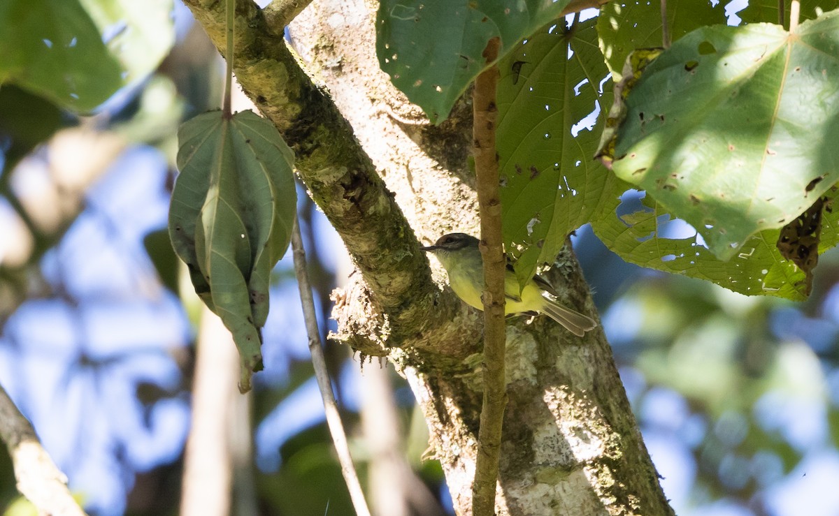 Cinnamon-faced Tyrannulet - ML527137111