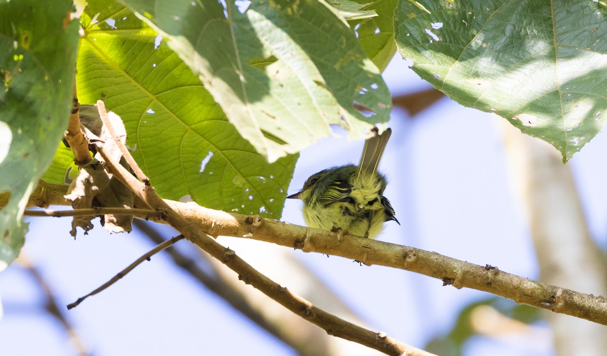 Cinnamon-faced Tyrannulet - Jay McGowan