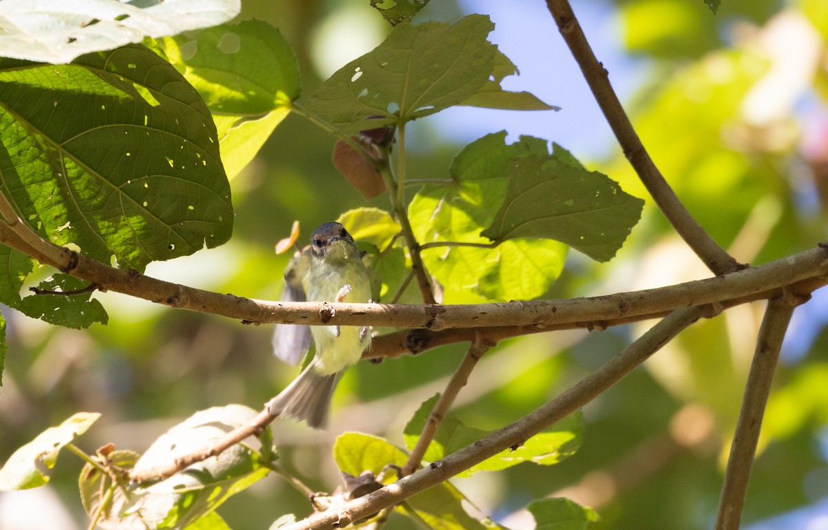 Cinnamon-faced Tyrannulet - ML527139161