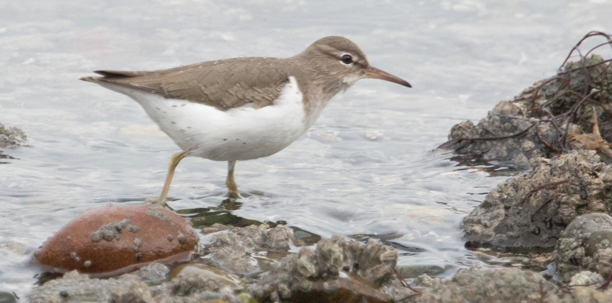Spotted Sandpiper - ML527139461
