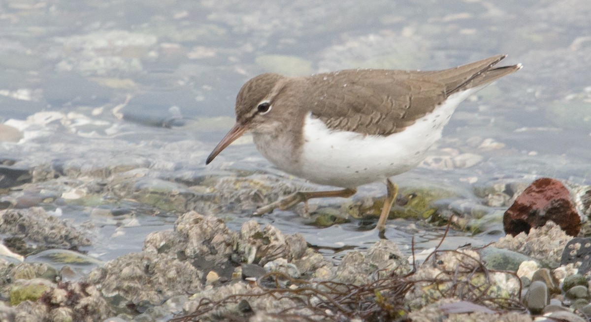 Chevalier grivelé - ML527139641