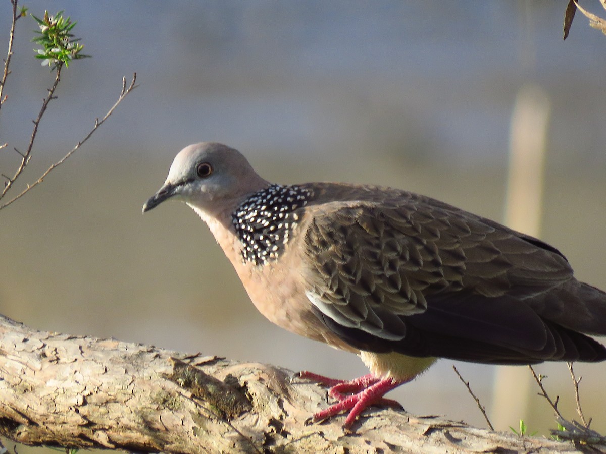 Spotted Dove - ML527140331