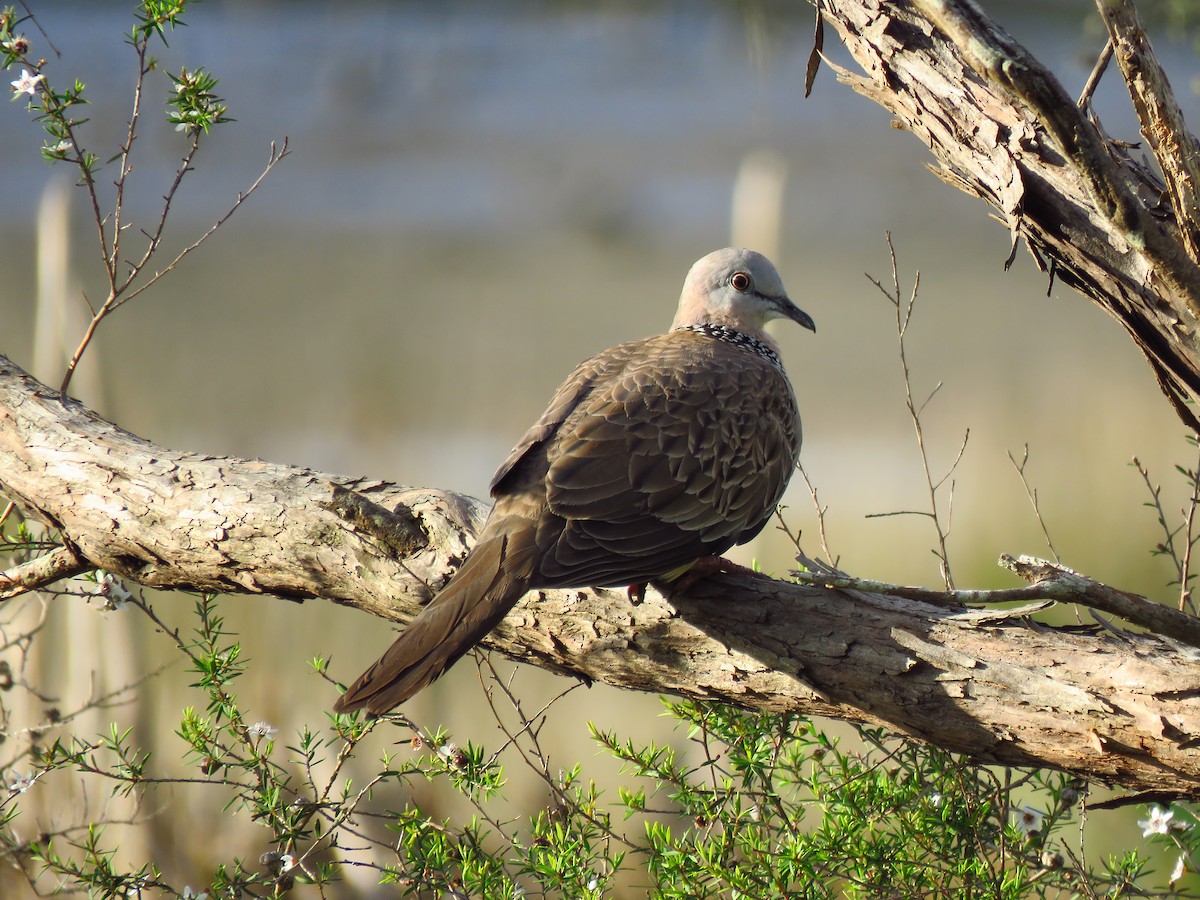 Spotted Dove - ML527140341