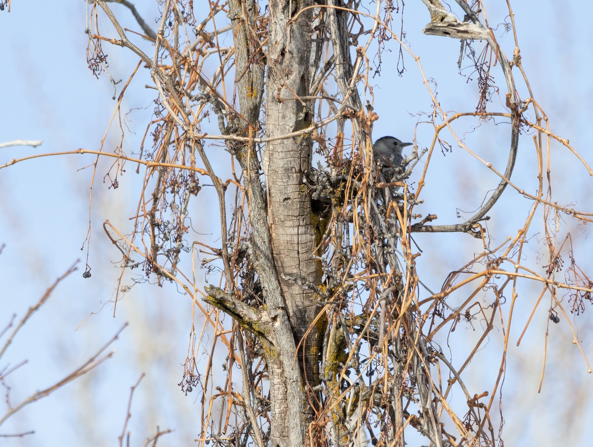 Hermit Thrush - ML527140701