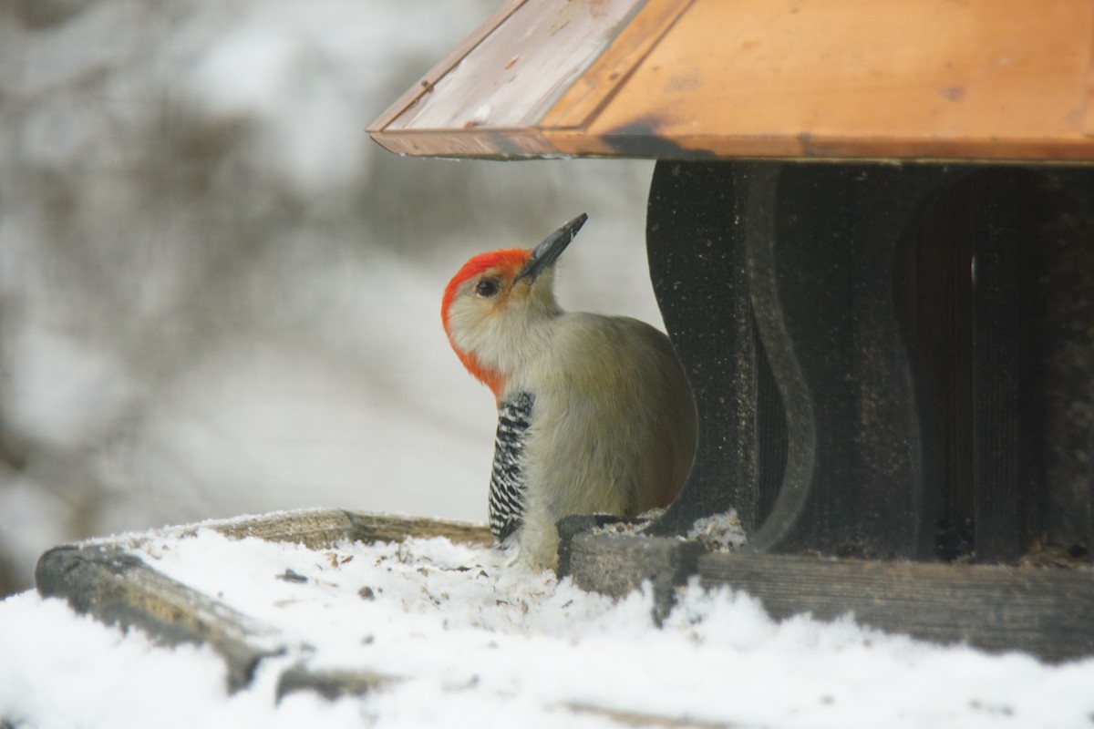 Red-bellied Woodpecker - Beaumin Sherman