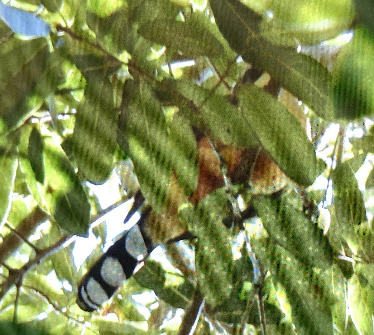 Mangrove Cuckoo - ML527143411