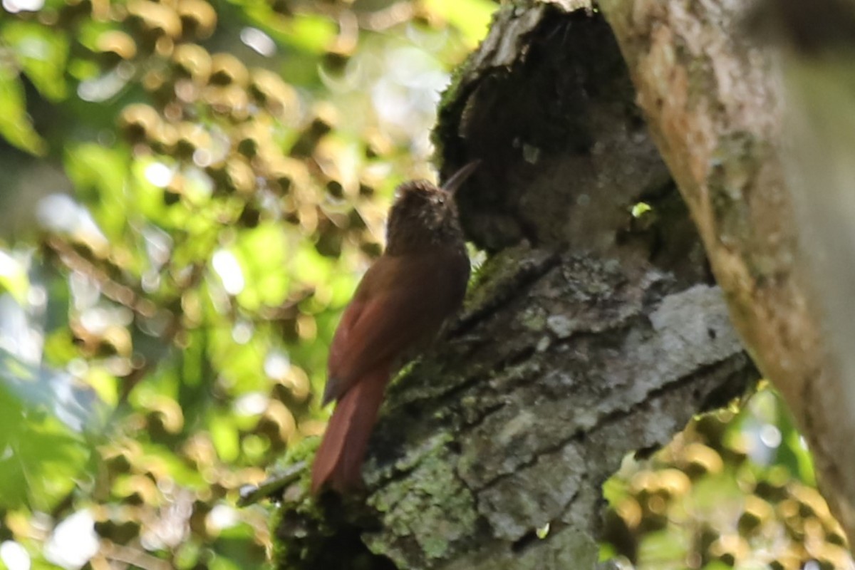 Streak-headed Woodcreeper - Grace Thornton