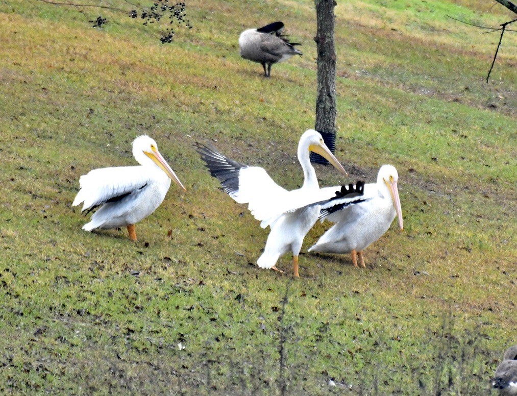 American White Pelican - ML527144251