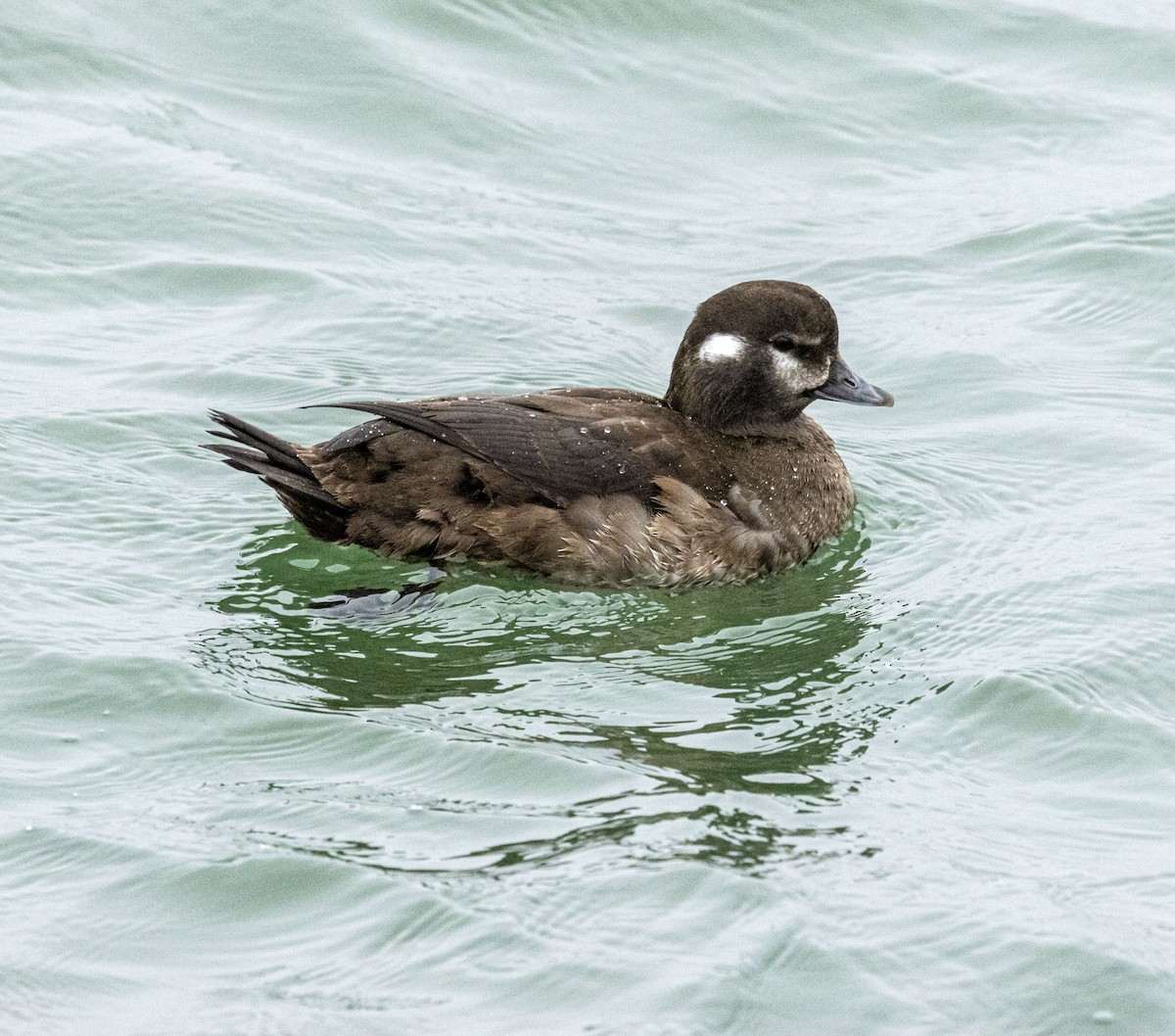 Harlequin Duck - ML527145281