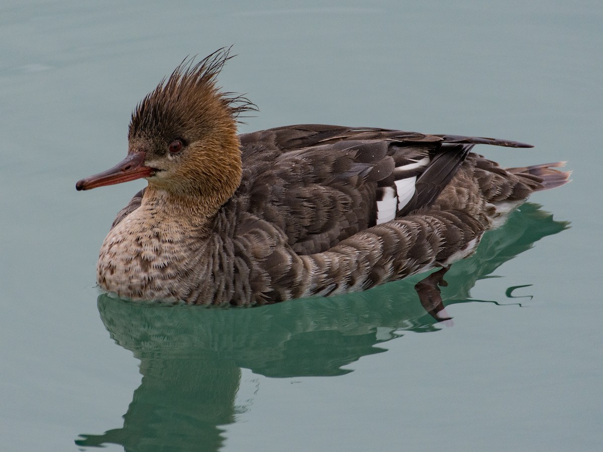 Red-breasted Merganser - ML52714791