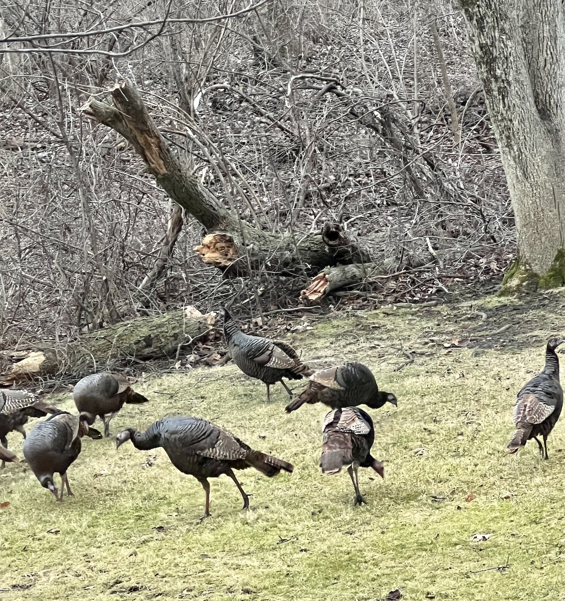 Wild Turkey - ML527147931