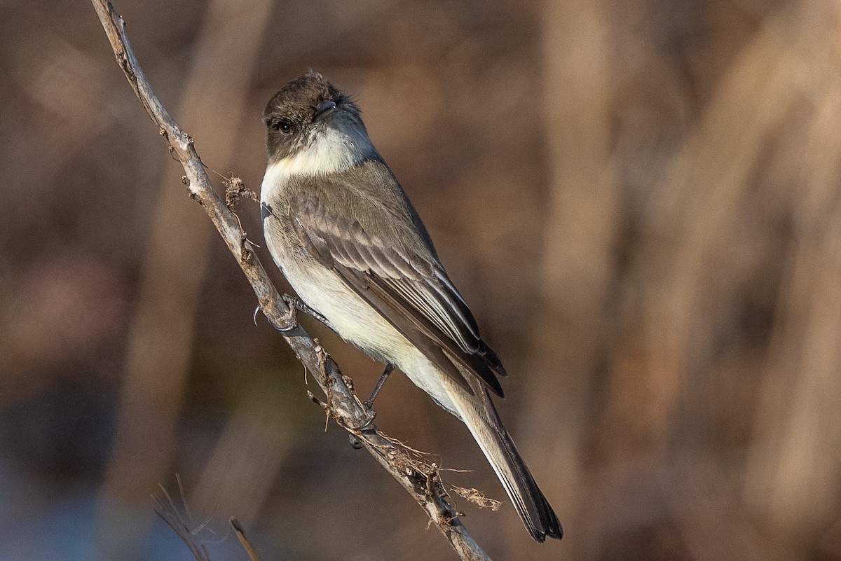 Eastern Phoebe - ML527148081