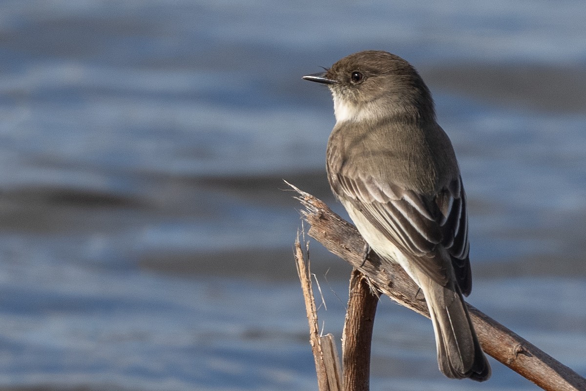 Eastern Phoebe - ML527148101