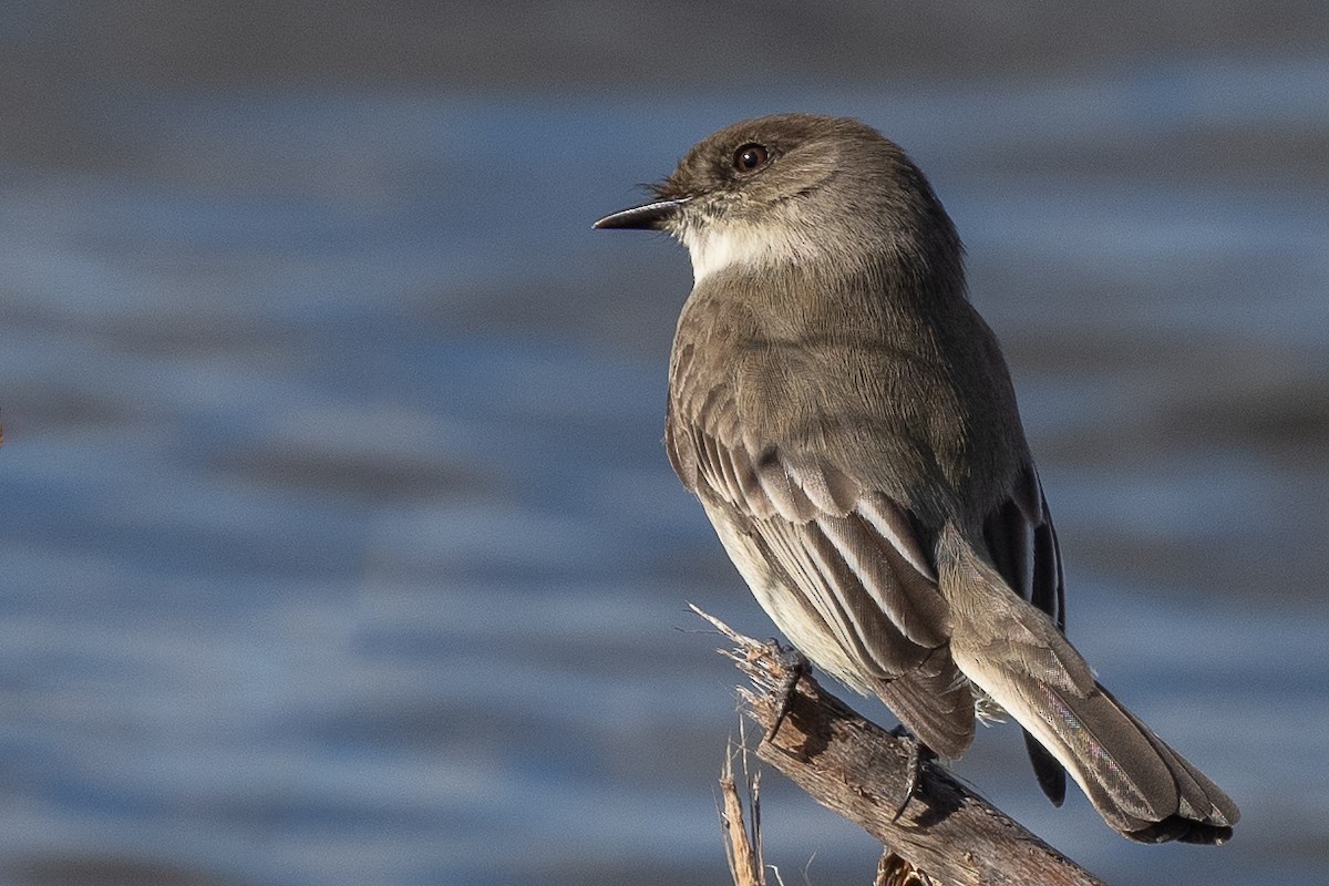 Eastern Phoebe - Bill Wood