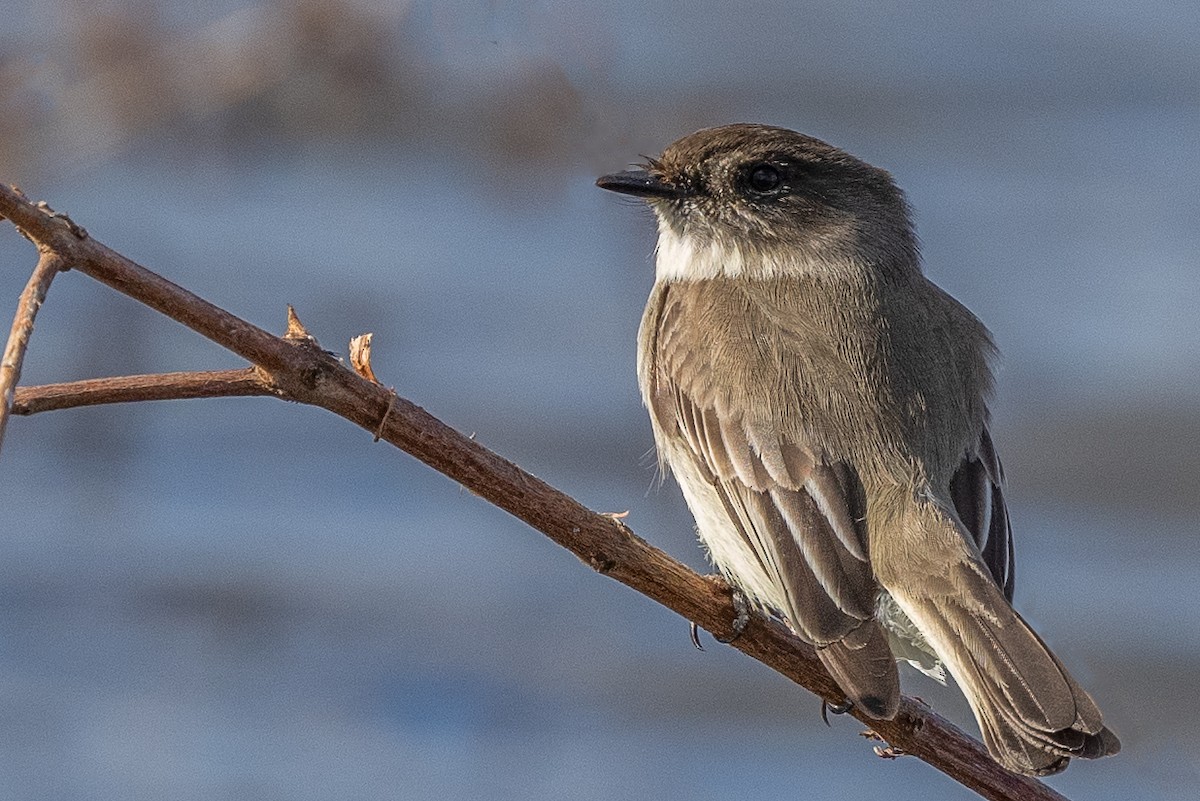 Eastern Phoebe - ML527148131