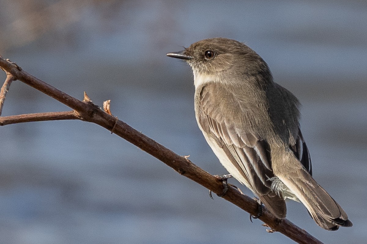 Eastern Phoebe - ML527148141