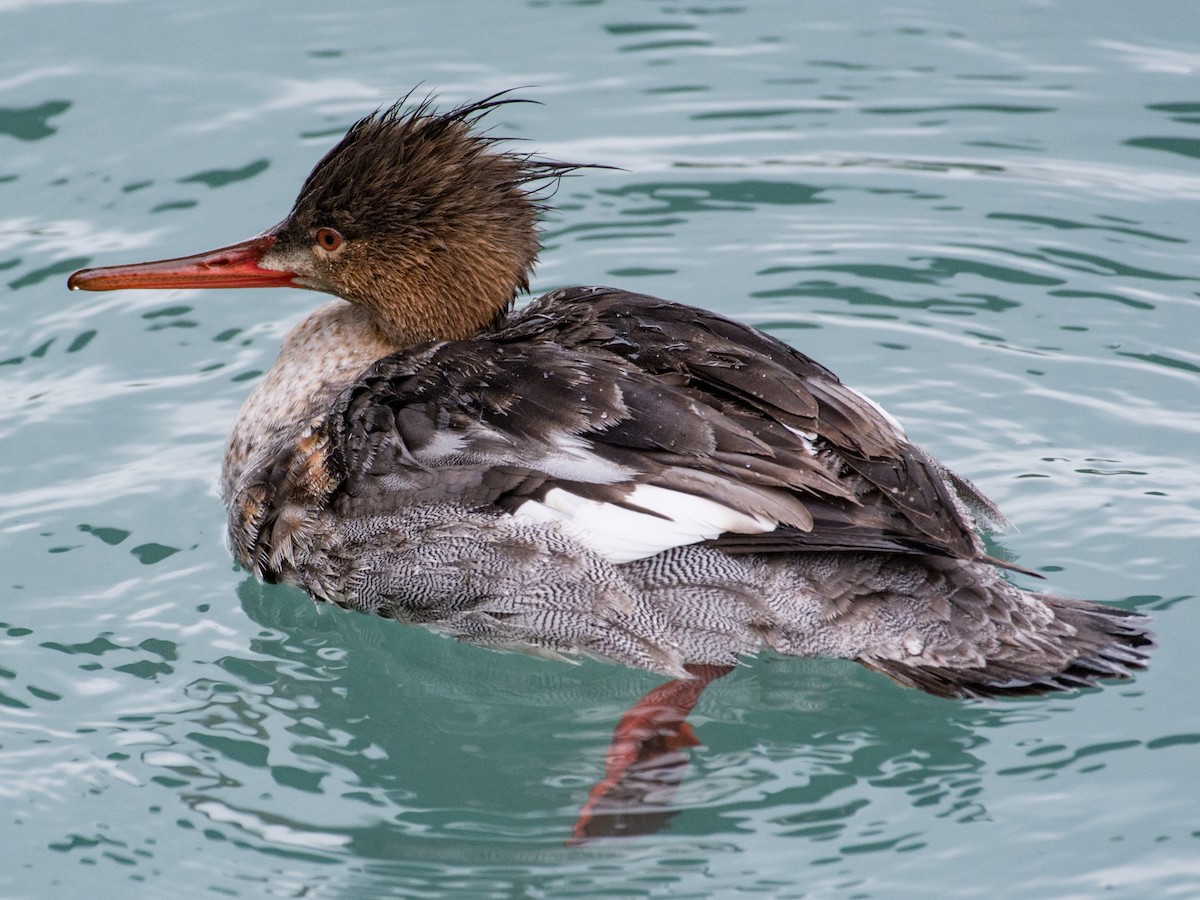 Red-breasted Merganser - ML52714821