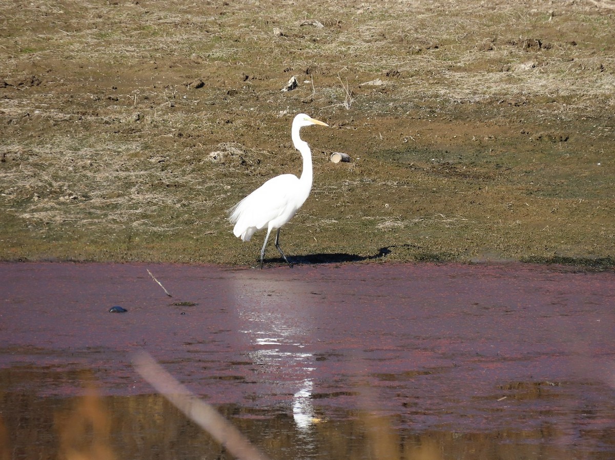 Great Egret - ML527149551