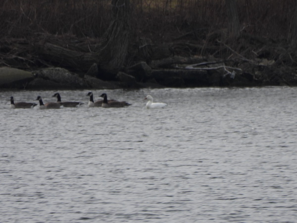 Snow Goose - ML527149851