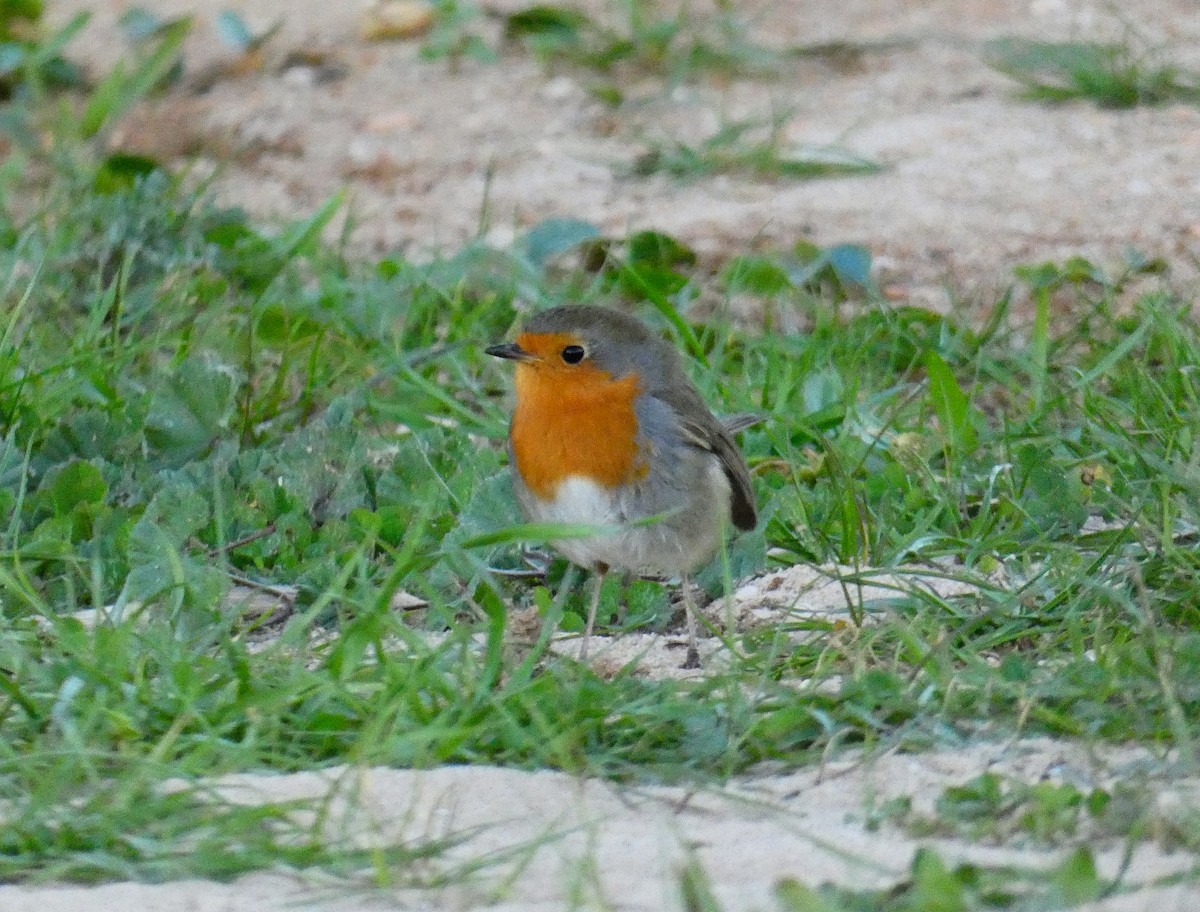 European Robin - ML527150201