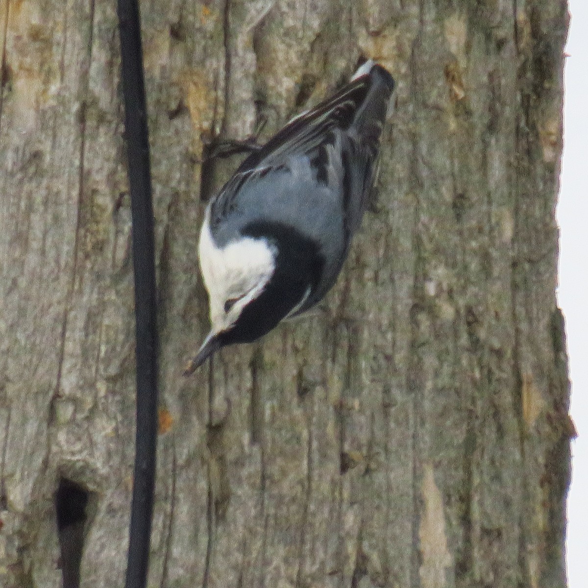 White-breasted Nuthatch - ML527151491