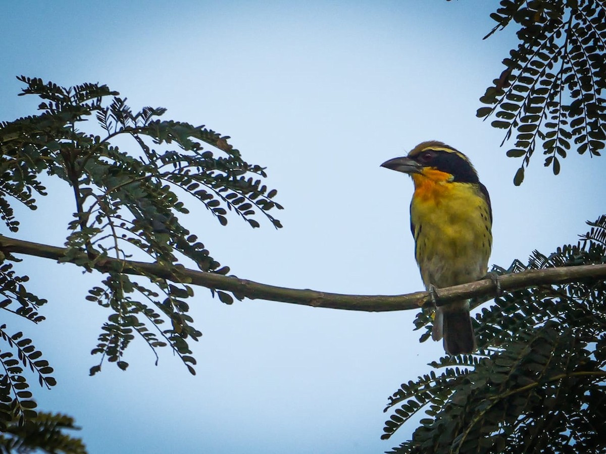 Gilded Barbet - ML527151991