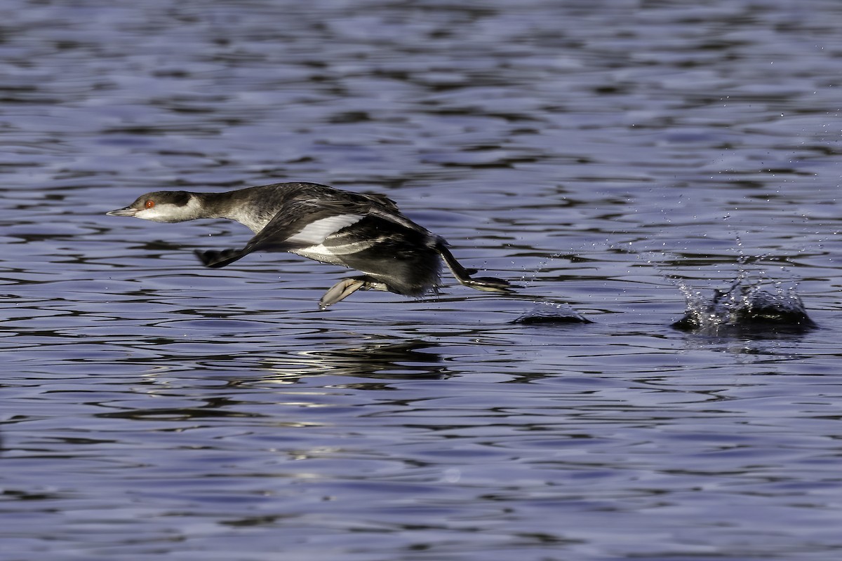 Horned Grebe - Mel Green