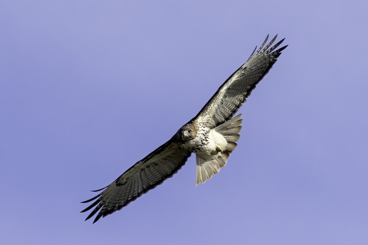 Red-tailed Hawk - ML527152381