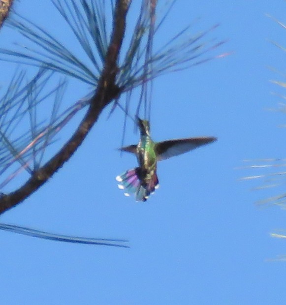 kolibřík lesklý - ML527152401
