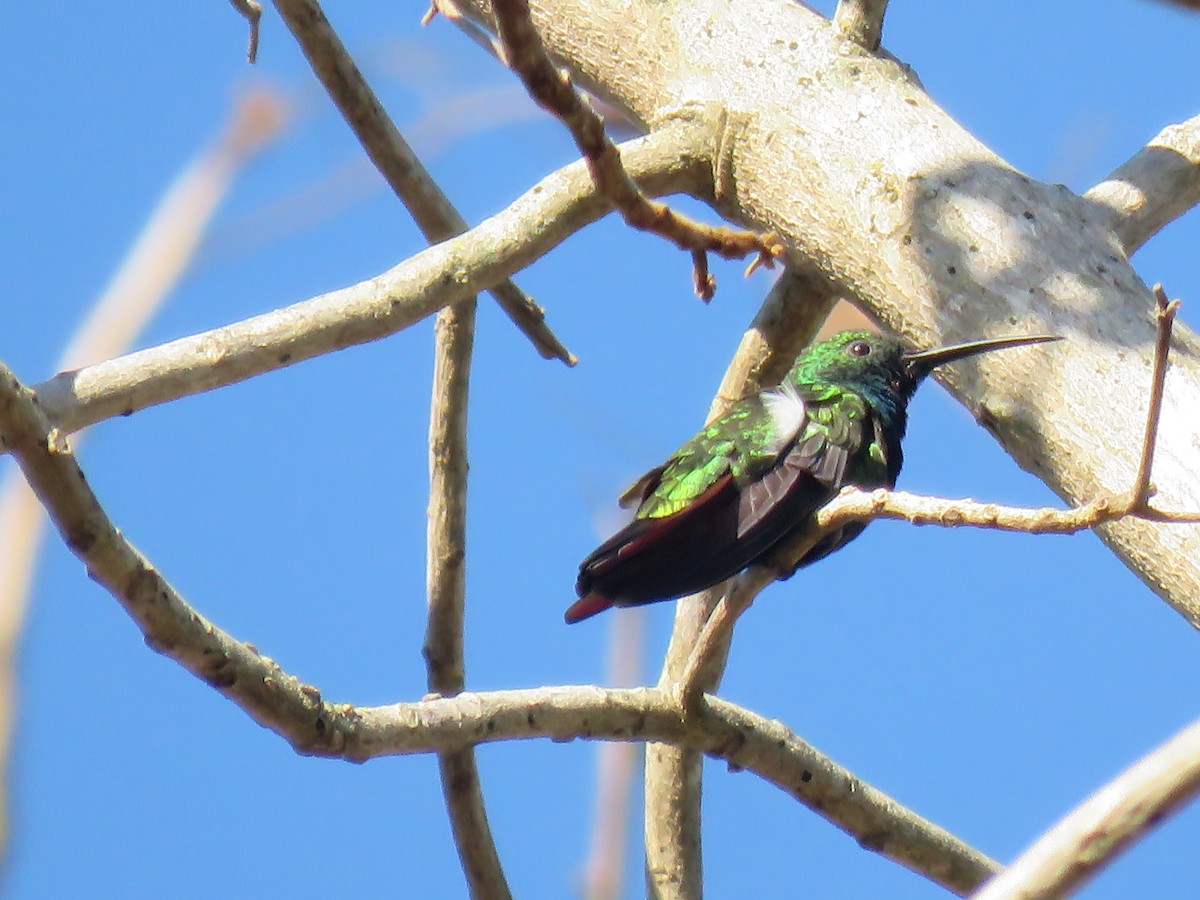 Green-breasted Mango - ML527152411