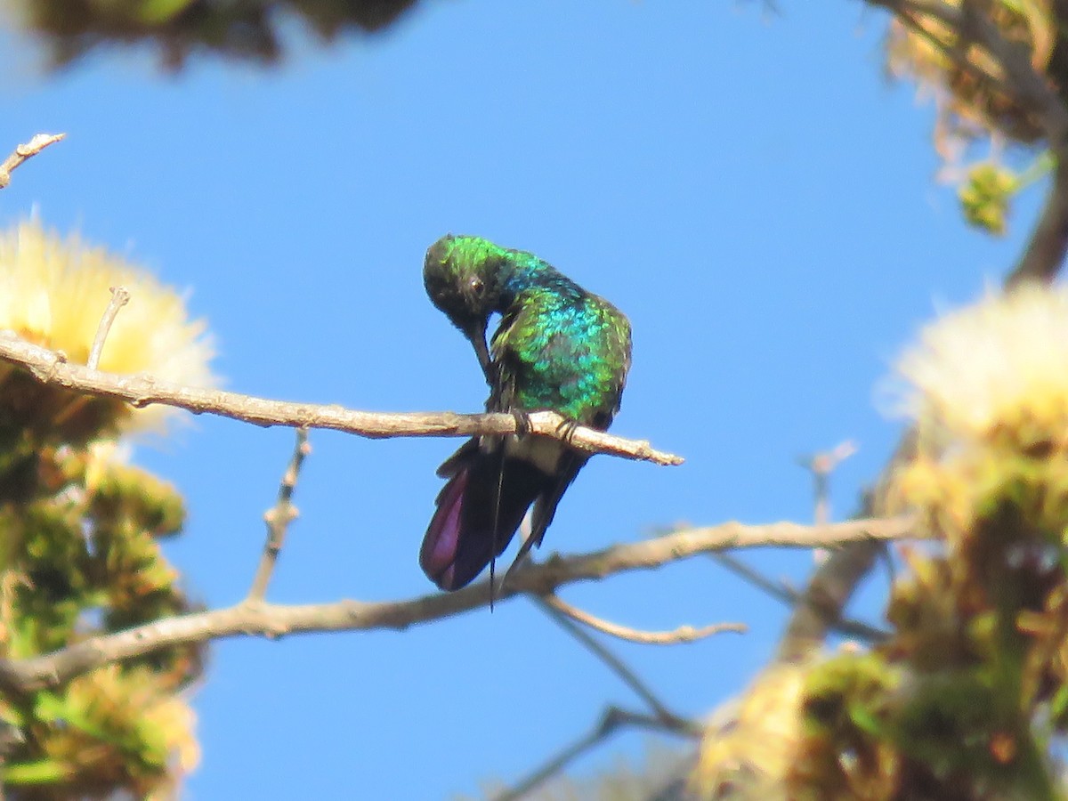 Grünbrust-Mangokolibri - ML527152421