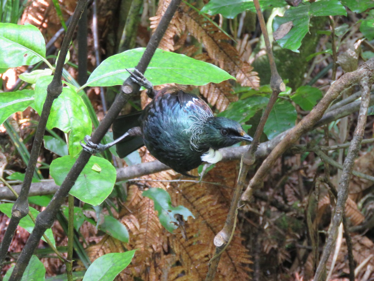 Tui - Sandy Gallito