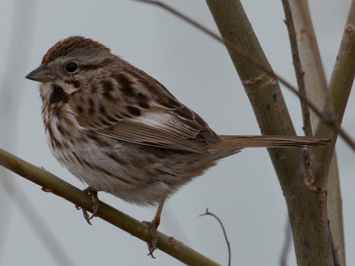 Song Sparrow - ML52715381