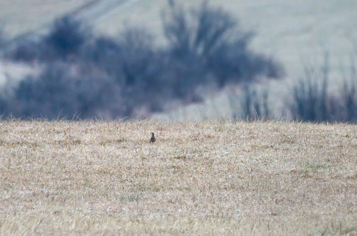 Eastern Meadowlark - ML527154011