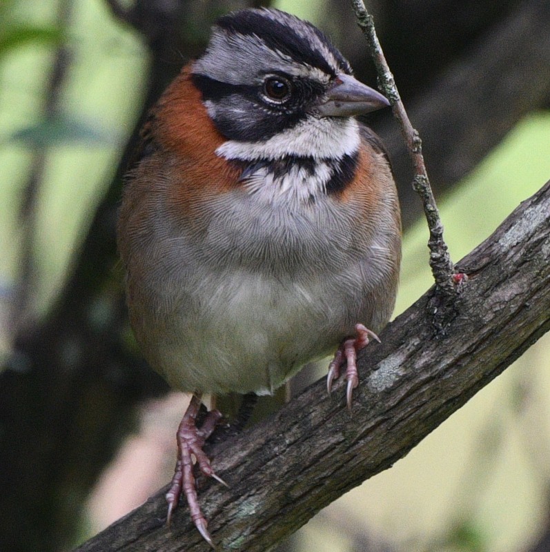 Rufous-collared Sparrow - ML527155931