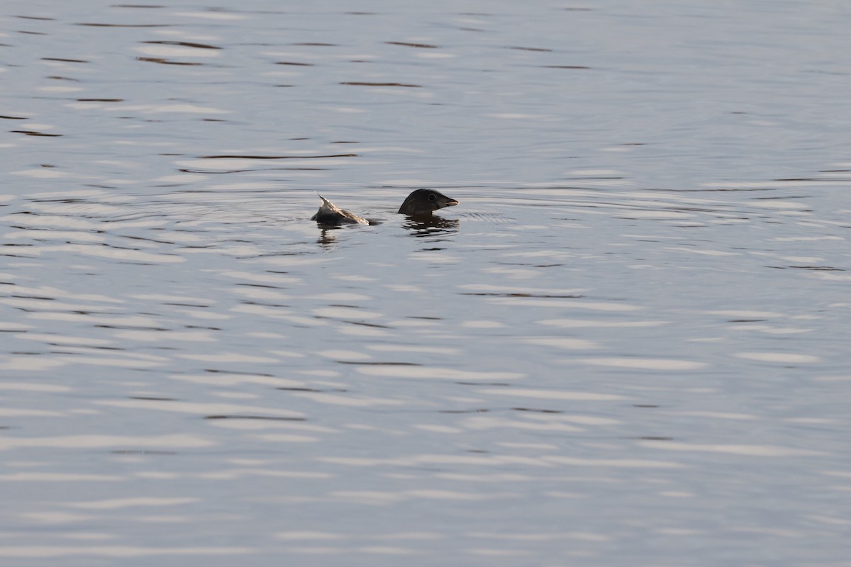 Pied-billed Grebe - ML527156181