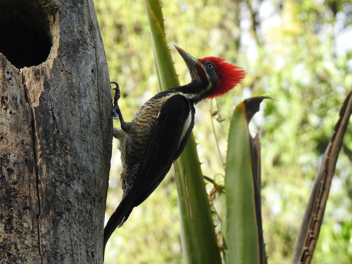 Lineated Woodpecker - ML527156761