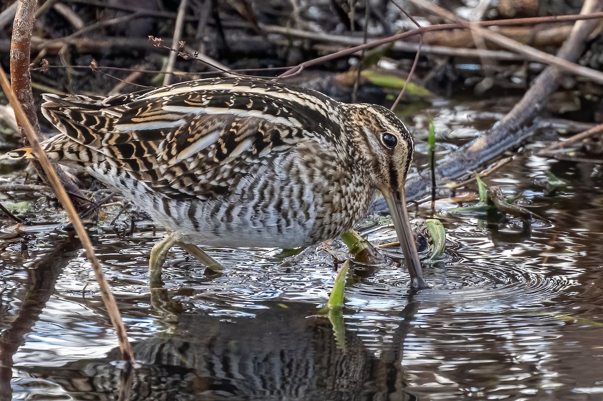 Wilson's Snipe - ML527157291