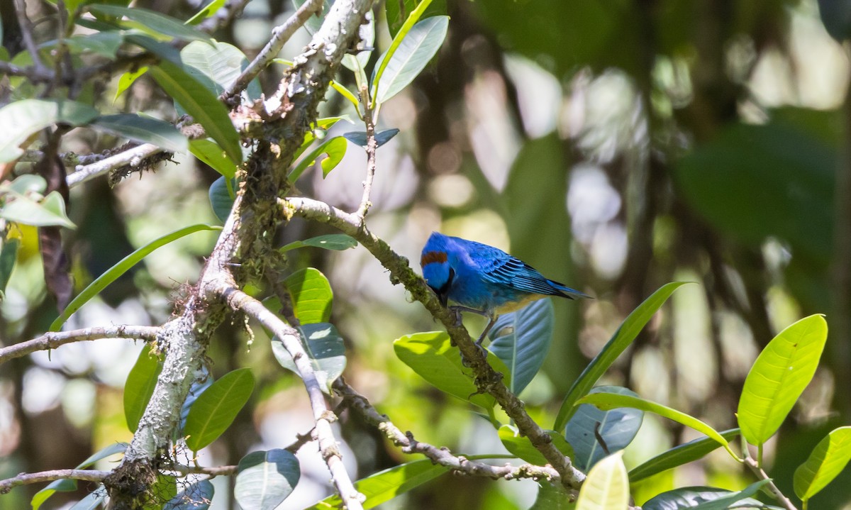 Golden-naped Tanager (Rusty-naped) - ML527157611